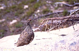 A Ptarmigan sunning itself on the hike out.